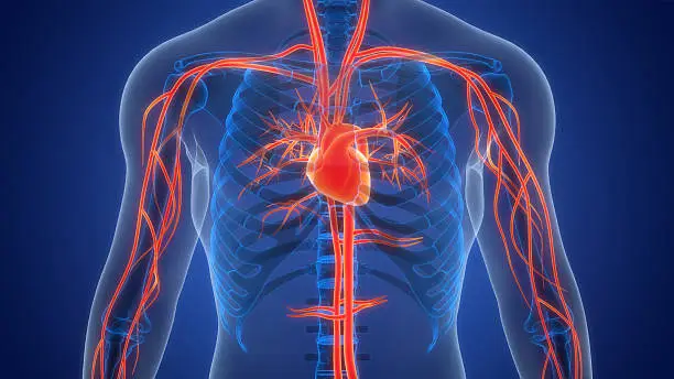 Expert Cardiac Care — Dr. Maneesh Rai